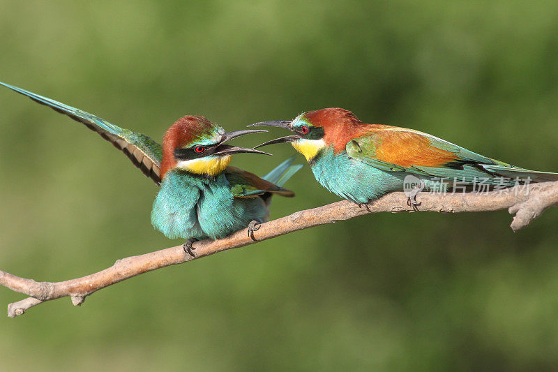 欧洲食蜂鸟(Merops apiaster) -一对